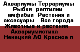 Аквариумы.Террариумы.Рыбки, рептилии, амфибии. Растения и аксесуары - Все города Животные и растения » Аквариумистика   . Ненецкий АО,Красное п.